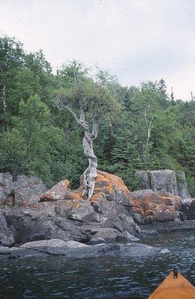 The Grand Portage Qitch Tree: An Ecotourism Hotspot in Northern Minnesota